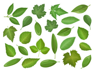 Set of vector leaves isolated on white background