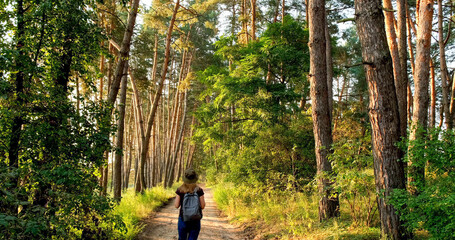 Woman steps along path in forest, looks around, enjoys nature. Hiking in pine forest