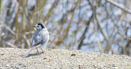 White wagtail (Motacilla alba) - small popular passerine bird from European fileds, meadows and wetlands. Insectivorous bird in natural habitat, walks on puddle or pond and swimming close-up, close up