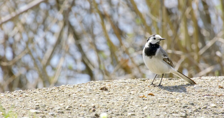 White wagtail (Motacilla alba) - small popular passerine bird from European fileds, meadows and wetlands. Insectivorous bird in natural habitat, walks on puddle or pond and swimming close-up, close up
