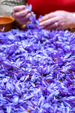 Manual processing of saffron, a cooking spice.