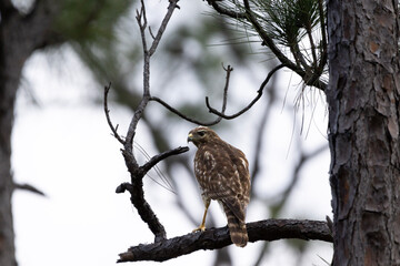 red tailed hawk