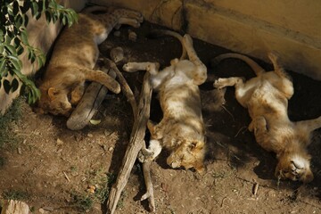 Fototapeta premium Tigres bebes a dormir 