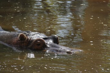 Fototapeta premium hipopotoma no lago