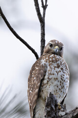 Red tailed hawk