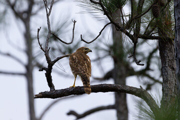 Red tailed hawk