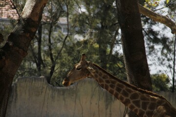 girafa no zoo 
