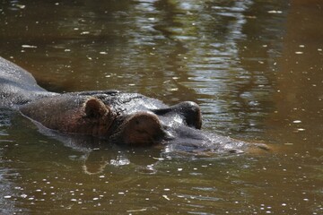 Hipopótamo no lago 