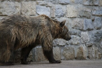 Urso no jardim zoologico 