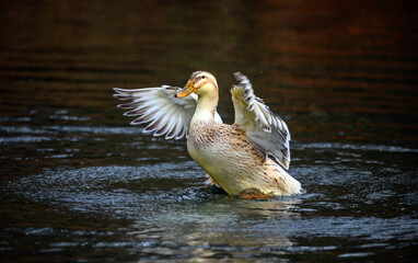 A brown duck flapping its wings. A duck on one of the Keston Ponds in Keston, Kent, UK.