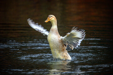 A brown duck flapping its wings. A duck on one of the Keston Ponds in Keston, Kent, UK.