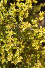 Green praying mantis on bush branch, Portugal