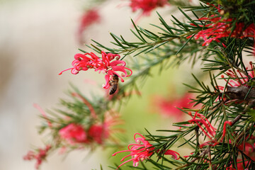 Bee on rosemary grevillea flowers. Grevillea rosmarinifolia, Portugal