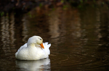 A white duck swimming on the water with copy space. A duck on one of the Keston Ponds in Keston, Kent, UK.