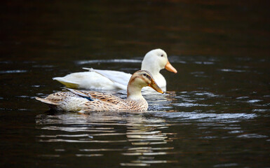 Two ducks swimming on the water, one brown duck and one white duck. Ducks on one of the Keston Ponds in Keston, Kent, UK.