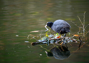A coot standing on a small island in a lake with its reflection in the water. Coot (Fulica atra) on one of the Keston Ponds in Keston, Kent, UK.