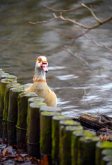 An Egyptian goose looking over a fence with water behind. Unusual view. Egyptian goose (Alopochen aegyptiaca) at the Keston Ponds in Keston, Kent, UK.