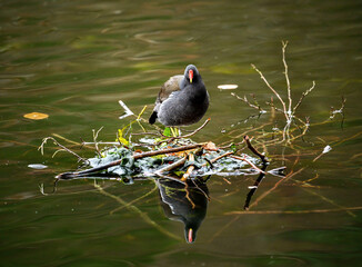A moorhen standing on a small island in a lake with its reflection in the water. Common moorhen (Gallinula chloropus) on one of the Keston Ponds in Keston, Kent, UK.
