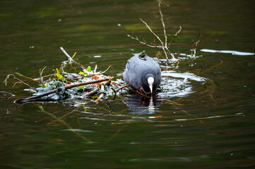 A coot standing on a small island in a lake with its white shield clearly visible. Coot (Fulica atra) on one of the Keston Ponds in Keston, Kent, UK.