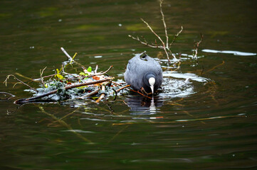 A coot standing on a small island in a lake with its white shield clearly visible. Coot (Fulica...