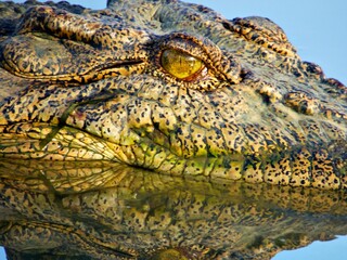 Salzwasserkrokodil