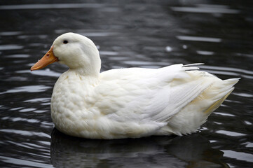 A white duck swimming on the water. A duck on one of the Keston Ponds in Keston, Kent, UK.