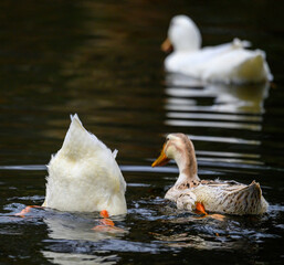 Three ducks with one diving showing its tail feathers and feet. Two white ducks and one brown duck....