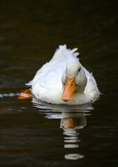 A white duck swimming on the water with reflection. A duck on one of the Keston Ponds in Keston, Kent, UK.