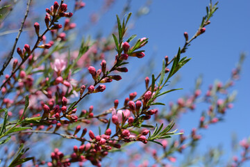 Blooming sakura and blue sky