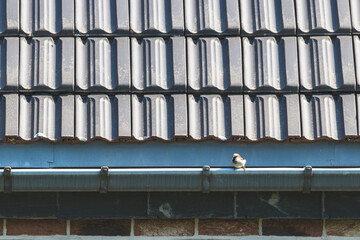 Un petit oiseau posé sur la goutière
