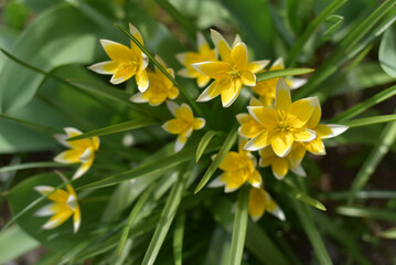 Beautiful yellow flowers in the garden