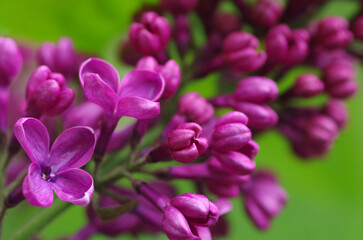 Fototapeta na wymiar Blooming lilac close-up. Spring lilac