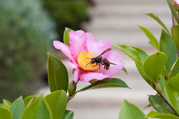 Asian hornet on a pink camellia flower. Camellia Sasanqua Plantation Pink, Portugal