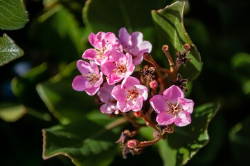 Pink Flower in the Early Spring