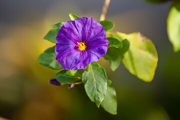Small Purple Flower on an early Spring Day 1