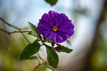 Small Purple Flower on an early Spring Day 2