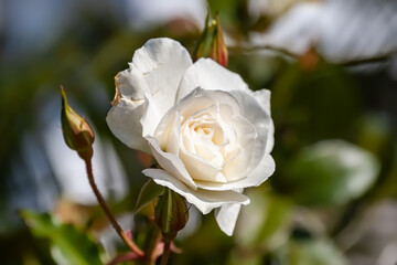 White Rose on an early Spring Day 1