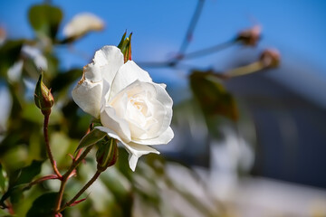 White Rose on an early Spring Day 2