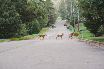 four deer walking across the road with mother leading and an albino baby deer. 