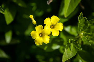 Beach Primrose on an early Spring Day 1