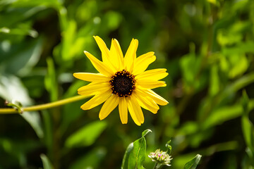 Small Sunflowers on an early Spring Day 2Small Sunflowers on an early Spring Day 2Small Sunflowers on an early Spring Day 2Small Sunflowers on an early Spring Day 2Small Sunflowers on an early Spring 