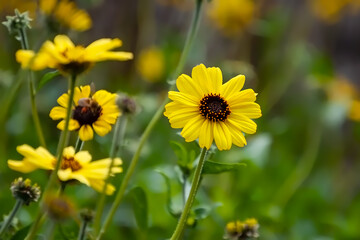 Small Sunflowers on an early Spring Day 1
