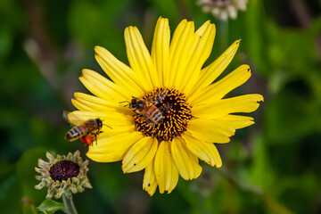 Two Bees Enjoying Yellow Sunflower on an early Spring Day