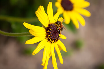 Bee Enjoying Yellow Sunflower on an early Spring Day 2