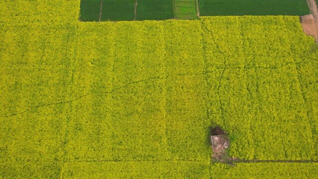 aerial drone pan up reveal shot flying over yellow and green mustard feilds with house in between and fog in distance near rajasthan punjab in India Asia