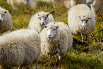 Icelandic Sheep Graze in the Mountain Meadow near Ocean Coastline, Group of Domestic Animal in Pure and Clear Nature. Ecologically Clean Lamb Meat and Wool Production. Scenic Area