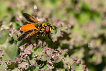 Swift Feather Legged Fly - Trichopoda pennipes