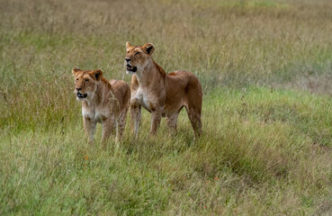 Portrait of two lioness in Masai Mara, Kenya