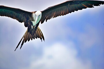 Fregattvogel im Flug