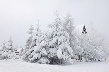 Amazing scenery of snowy trees and buildings behind them on misty winter day. Podhale, Poland